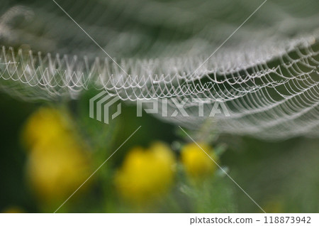 黃色野花背景下,晨露覆蓋的蜘蛛網 黃色野花背景下,晨露覆蓋的蜘蛛網 118873942