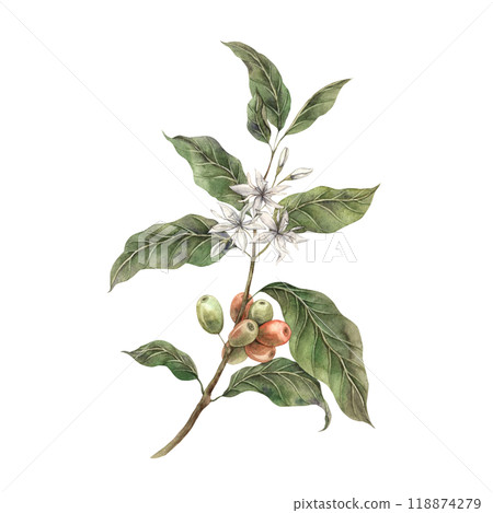 Coffee plant, with tropical green leaves and red coffee fruits. Ripe coffee berries with white flowers. Hand drawn watercolor illustration, for shop, cafe, banner, postcard, coffee packaging design 118874279