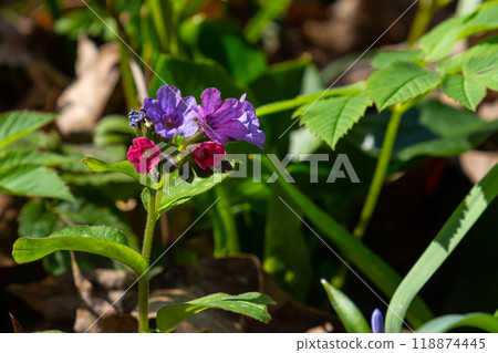 Vivid and bright pulmonaria flowers on green leaves background close up Vivid and bright pulmonaria flowers on green leaves background close up 118874445