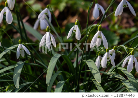 Flowers snowdrops in garden, sunlight. First beautiful snowdrops in spring. Common snowdrop blooming. Galanthus nivalis bloom in spring forest. Snowdrops close up Flowers snowdrops in garden, sunlight. First beautiful snowdrops in spring. Common snowdrop blooming. Galanthus nivalis bloom in spring forest. Snowdrops close up 118874446