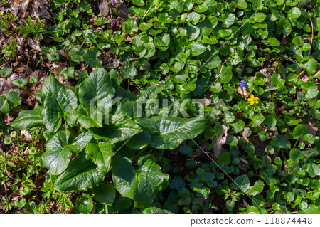 Cuckoopint or Arum maculatum arrow shaped leaf, woodland poisonous plant in family Araceae. arrow shaped leaves. Other names are nakeshead, adder's root, arum, wild arum, arum lily, lords-and-ladies 118874448