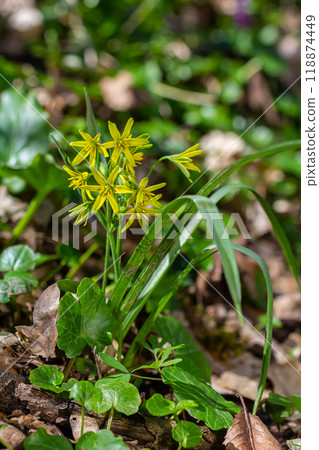 Small yellow flowers called Gagea lutea flowering in spring forest. Yellow Star of Bethlehem, first spring forest flowers 118874449