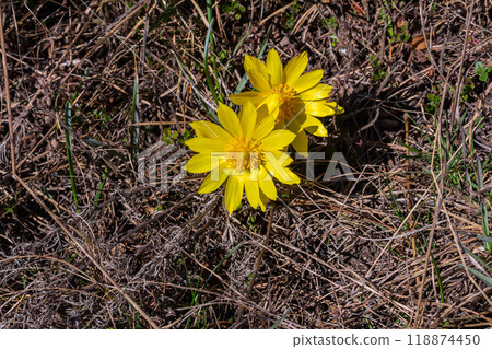 Pheasant's eye, or yellow pheasant's eye Adonis vernalis blooming in spring steppe 118874450