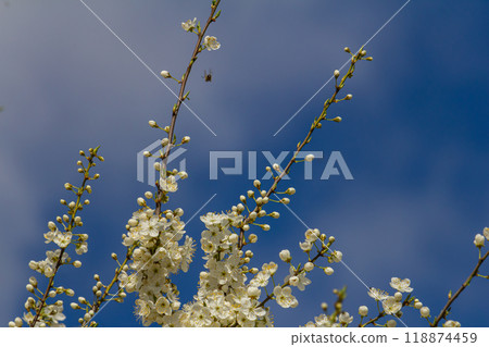 Prunus Cerasifera Blooming white plum tree. White flowers of Prunus Cerasifera 118874459
