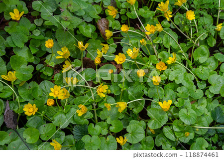 ranunculus ficaria verna pilewort lesser celandine 118874461