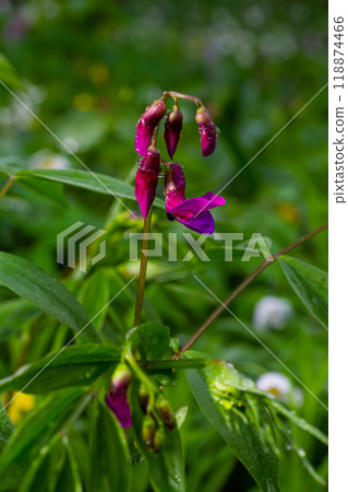 Flowers of spring vetchling Lathyrus vernus plant in wild nature. May Flowers of spring vetchling Lathyrus vernus plant in wild nature. May 118874466