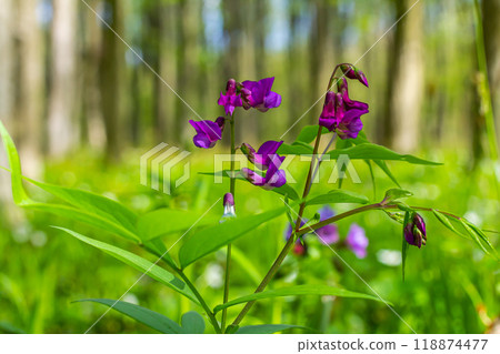 Lathyrus vernus in bloom, early spring vechling flower with blosoom and green leaves growing in forest, macro 118874477