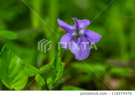 Viola odorata. Scent-scented. Violet flower forest blooming in spring. The first spring flower, purple. Wild violets in nature 118874478