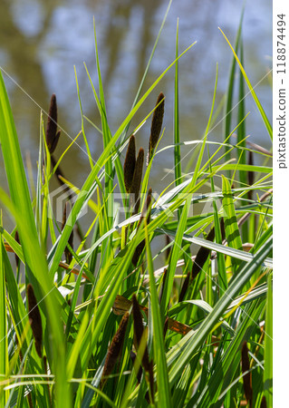 Carex acuta - found growing on the margins of rivers and lakes in the Palaearctic terrestrial ecoregions in beds of wet, alkaline or slightly acid depressions with mineral soil 118874494
