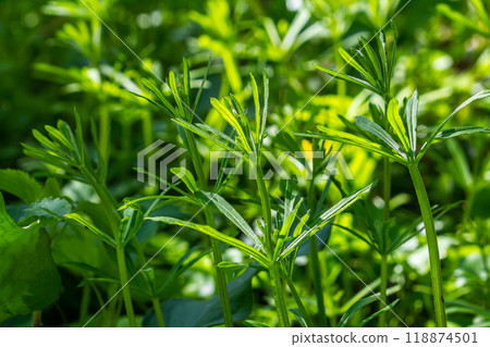 The Cleavers Galium aparine have been used in the traditional medicine for treatment of disorders of the diuretic, lymph systems and as a detoxifier 118874501