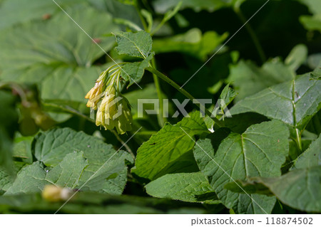 Flowering Symphytum tuberosum in the forest, spring-early summer, natural environment. Medicinal plant 118874502