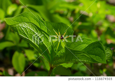 Paris quadrifolia in bloom. It is commonly known as herb Paris or true lover's knot Paris quadrifolia in bloom. It is commonly known as herb Paris or true lover's knot 118874503