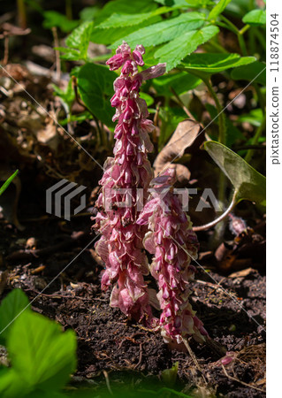 In the spring, Lathraea squamaria grows in the wild in the wild 118874504