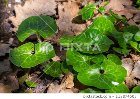 Shiny green foliage from wild ginger plants, Asarum europaeum Shiny green foliage from wild ginger plants, Asarum europaeum 118874505