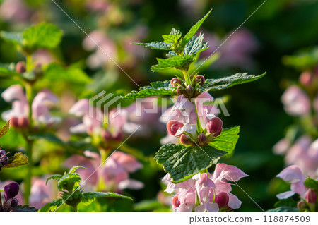 Pink flowers of spotted dead-nettle Lamium maculatum. Medicinal plants in the garden 118874509