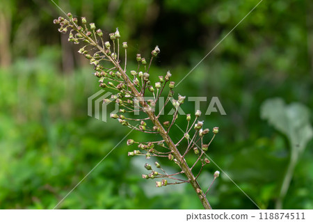 Inflorescences of butterbur, pestilence wort, Petasites hybridus.Blossom, Common butterbur. A blooming butterbur Petasites hybridus flower in the meadow 118874511