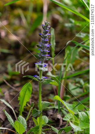 A closeup shot of blue flowers of Ajuga reptans Atropurpurea in spring 118874517