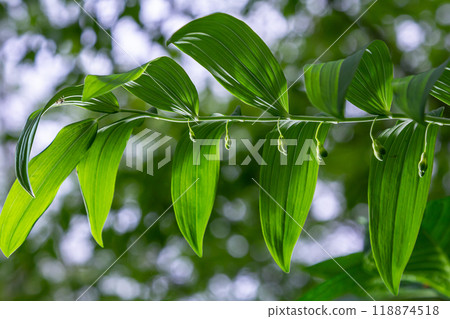 Polygonatum multiflorum flower in meadow, close up 118874518