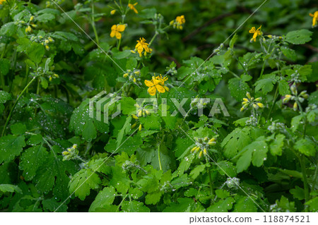Greater celandine or chelidonium majus is a perennial herbaceous flowering plant used in folk medicine 118874521
