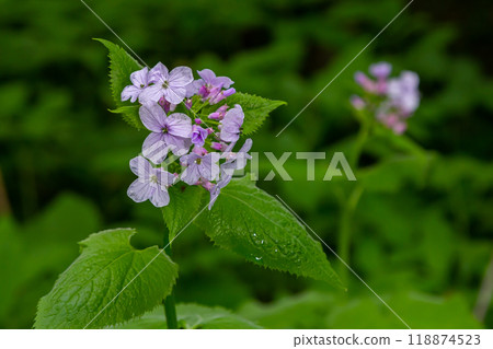 Lunaria rediviva, known as perennial honesty. Beautiful light purple flowers in bloom 118874523