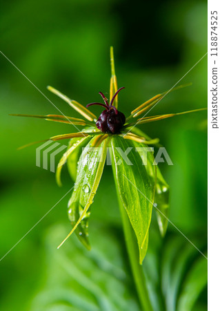 Paris quadrifolia in bloom. It is commonly known as herb Paris or true lover's knot 118874525