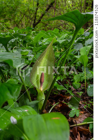 Cuckoopint or Arum maculatum arrow shaped leaf, woodland poisonous plant in family Araceae. arrow shaped leaves. Other names are nakeshead, adder's root, arum, wild arum, arum lily, lords-and-ladies 118874526