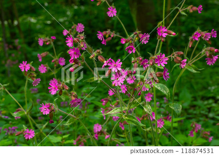 Silene dioica Melandrium rubrum, known as red campion and red catchfly, is a herbaceous flowering plant in the family Caryophyllaceae. Red campion Silene dioica Melandrium rubrum, known as red campion and red catchfly, is a herbaceous flowering plant in the family Caryophyllaceae. Red campion 118874531