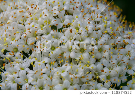 White inflorescence of on a branch of a plant called Viburnum lantana Aureum close-up 118874532