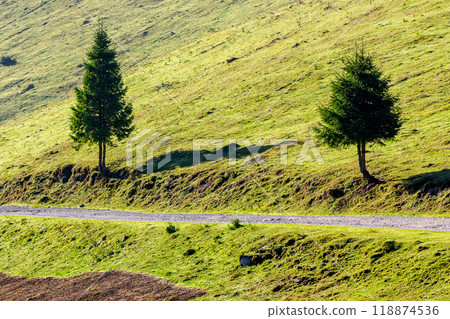 coniferous trees on the grassy hill by the road. autumn scenery in apuseni mountains. sunny morning 118874536