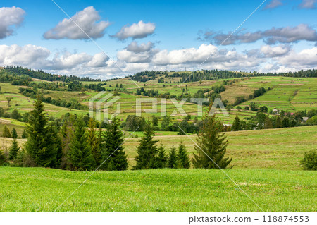 rural valley with village behind the field. early autumn green landscape. trees near the grassy pasture. arable on the distant hill. sunny day with fluffy clouds. carpathian agricultural suburb 118874553