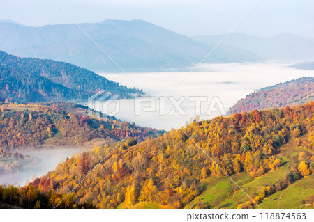 mountain landscape in autumn with morning fog in the valley. rolling hill with forest in fall colors. golden season in transcarpathia. picturesque highland 118874563