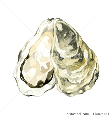 Oysters - Hand-drawn watercolor illustrations of cuisine and food 118874851