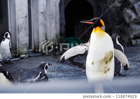 Emperor penguin spreading its wings Emperor penguin spreading its wings 118874929
