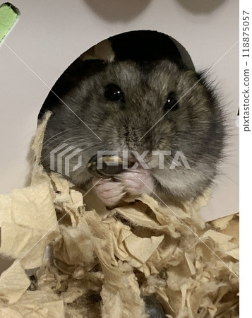 Munching hamster 118875057