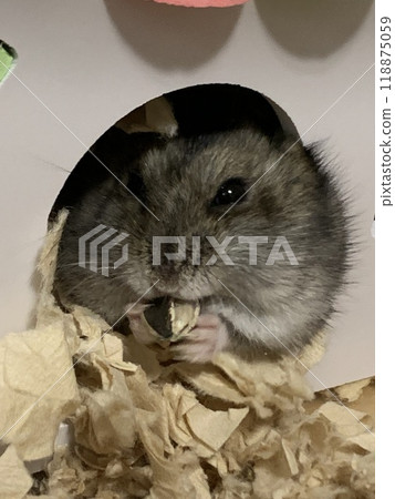 Munching hamster 118875059