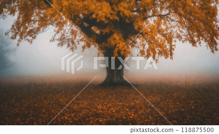 one big tree in a field with dry grass and forest in the autumn season, beautiful nature, rainy weather, cloudy 118875500