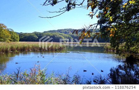 一平湖的深秋景色 一平湖的深秋景色 118876254