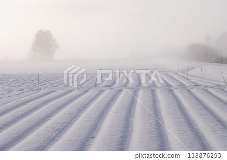 The morning sun rising over the snowfield (Hiruzen Kogen) 118876293