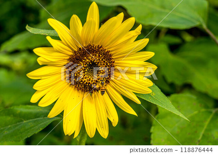 Bee and sunflower Bee and sunflower 118876444