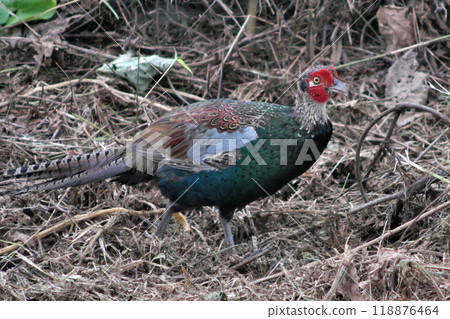 野山雞② 118876464
