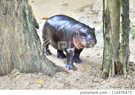 A female dwarf hippopotamus named Moo Deng in Khao Kheow Open Zoo in Chonburi Thailand 118876473