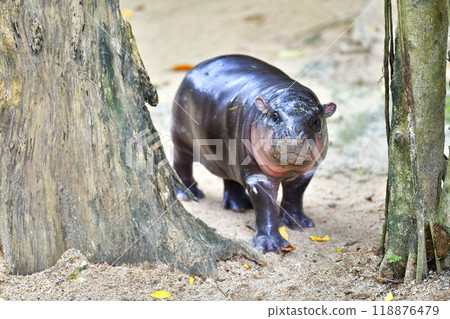 A female dwarf Pygmy hippo in Khao Kheow Open Zoo , Chonburi Thailand A female dwarf Pygmy hippo in Khao Kheow Open Zoo , Chonburi Thailand 118876479
