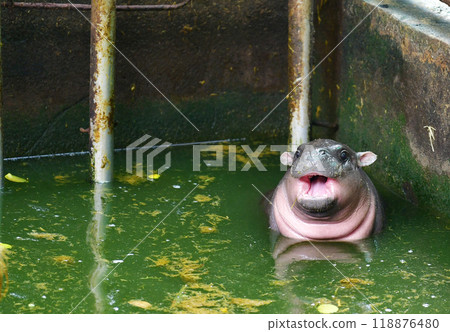 A female dwarf Pygmy hippo in Khao Kheow Open Zoo , Chonburi Thailand 118876480
