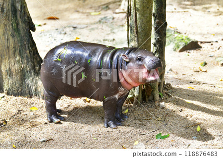 A female dwarf hippopotamus named "Moo Deng" in Khao Kheow Open Zoo in Chonburi Thailand A female dwarf hippopotamus named "Moo Deng" in Khao Kheow Open Zoo in Chonburi Thailand 118876483