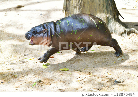 A female dwarf Pygmy hippo in Khao Kheow Open Zoo , Chonburi Thailand A female dwarf Pygmy hippo in Khao Kheow Open Zoo , Chonburi Thailand 118876494