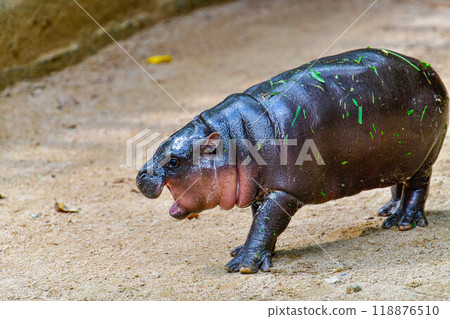A female dwarf Pygmy hippo in Khao Kheow Open Zoo , Chonburi Thailand 118876510