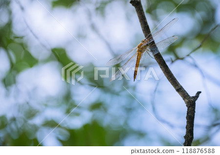 蜻蜓在陽光下 118876588