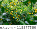 Harvested Yuzu 118877560
