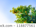 Harvested Yuzu 118877561