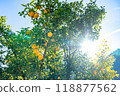 Harvested Yuzu 118877562